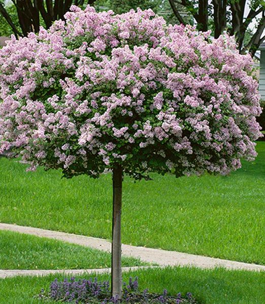 Syringa meyeri 'Palibin' 80cm kmienok